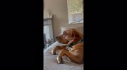 temp