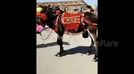 Controversy as hotspot cover donkey's genitals after female tourist complains about 'indecent behaviour'