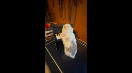 Cashmere the rabbit played along on his piano when Billy Joel came on the radio.  Musical animal with a sense of whimsy!