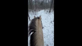 Golden Feather an 8 year old mustang goes for a trail ride through a snowy path in Virginia