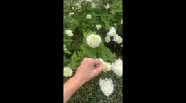 Hummingbird rescued from the house released in the garden.