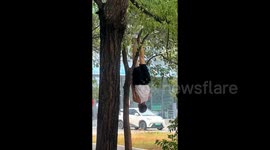 Elderly man hands upside down from tree in bizarre exercise