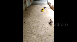 Mother duck defends ducklings in ferocious manner after magpie flies into pen