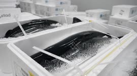 China: Streamlined logistics speed up fresh seafood imports into China