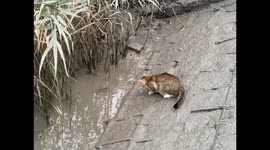 Cat skillfully catches fish in Guangzhou, China