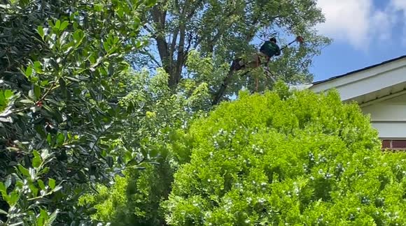 Man cutting high tree branches with chainsaw suspended in midair