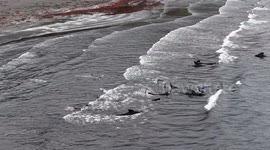 Heroic operation sees 50 beached pilot whales rescued in Iceland