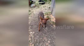 US: Tiny Pudu Named Quilla Steals The Spotlight At Oakland Zoo