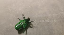 Climate change and it's effects : Green black scarab beetle