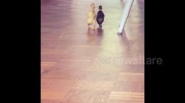 Duckling walking around - Indian Running Duck