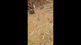 The pack of dogs attacked and prevented the snake from approaching the woman to protect her