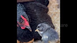Mother and Child - chicken Hatchday