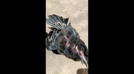 The bird pretended to be dead when the man touched in Vietnam