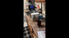 BaBi the parrot hilariously caught red-beaked in food bin snack heist