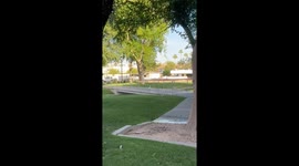 Excited duck walks up to familiar friend in Phoenix, Arizona, USA