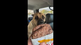 Cane Corso quickly eats burger patty in California, USA