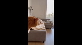 Unamused cat has priceless reaction to dog humping its toy
