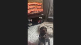 Dog mistakes sizzling bacon on TV for real food in Sheffield, England