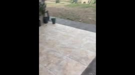 Sheep caught munching on backyard plants in Atlántida, Uruguay