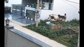 Stray Cow Attacks Youth in Haryana’s Rewari, Locals Rush to Rescue