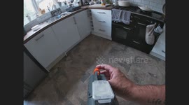 Bug-A-Salt Exterminates Two Flies in the Kitchen