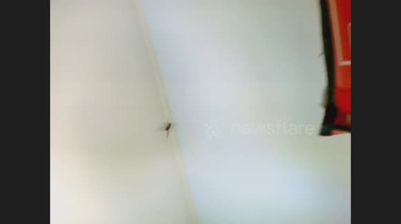 Bitten 3 times by this false widow spider that came into my kitchen window