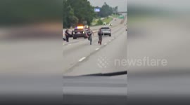 US: Police Officers Chase Loose Pig Through Traffic On South Carolina Interstate