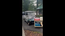 Large bear rummages around golf cart for food just metres away from filmer