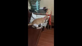 Feisty pet cat gives dog an unexpected punch on the nose