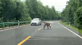 Tiger emerges from forest and dashes onto busy highway in China