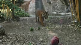 Italy: Rome Zoo gives animals ice treats as Europe heat wave persists