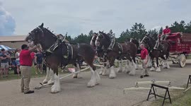US: Famous Clydesdales Parade Through Fort McCoy Campground In Special Community Event