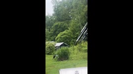 Bear Scare in Chicken Coop