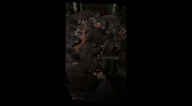 Raccoons feast on treats and come back for more the next morning