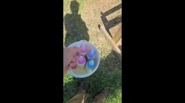 Eight Orphaned Fawns