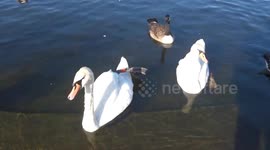 White swan rests its leg on its back in Kensington Round Pond on a scorcher of a day
