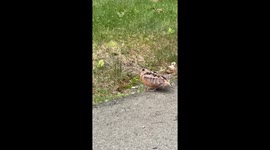 Dancing Woodcock at the Quabbin Reservoir in Massachusetts