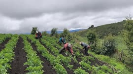 Colombia: Crisis deepens for potato growers in Colombia’s Andean heartland