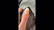 temp