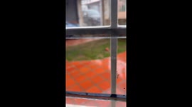 Dog caught biting car bumper in Caracas, Venezuela