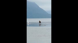 9 Million Views and Counting: The bear cub that captivated the internet (real-life “Koda”)