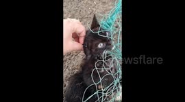Kitten tightly entangled in netting is cut free by kind-hearted woman in China