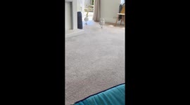 Two seagulls enter a home for a snack in Selsey, West Sussex, England, UK