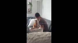 Cat repeatedly meows at man in Miami, Florida, USA