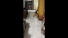 Swollen-lipped cat visits home and settles in Cancún, Mexico