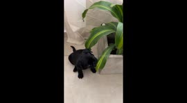 Puppy caught munching on potted plant in Córdoba, Argentina