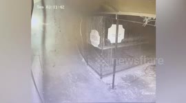 Türkiye: Lion escapes private animal park in Türkiye, injures farmer before being neutralized