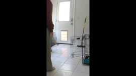 Bull Terrier Full Sends Into Kennel Door