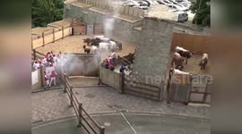 Spain: Bulls Charge Into City Streets After Explosion As Sanfermines 2025 Kicks Off