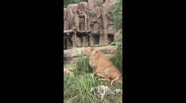 When A Lion Is On A Better Diet Than You Are